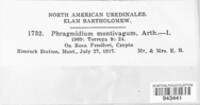 Phragmidium montivagum image